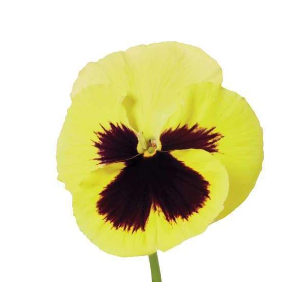 Pensée : barquette de 10 plants - Coloris variables