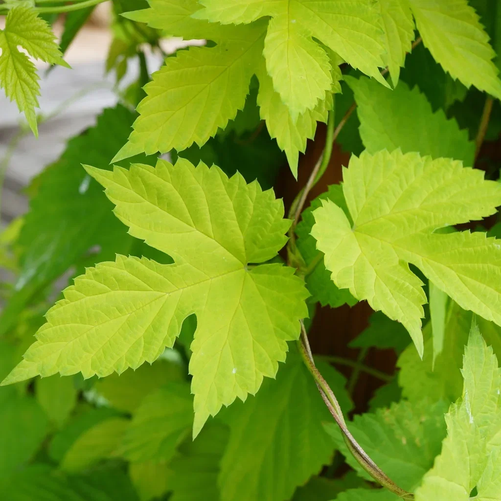 Humulus lupulus 'Nordbrau' Humle 'Nordbrau' Ø15 cm