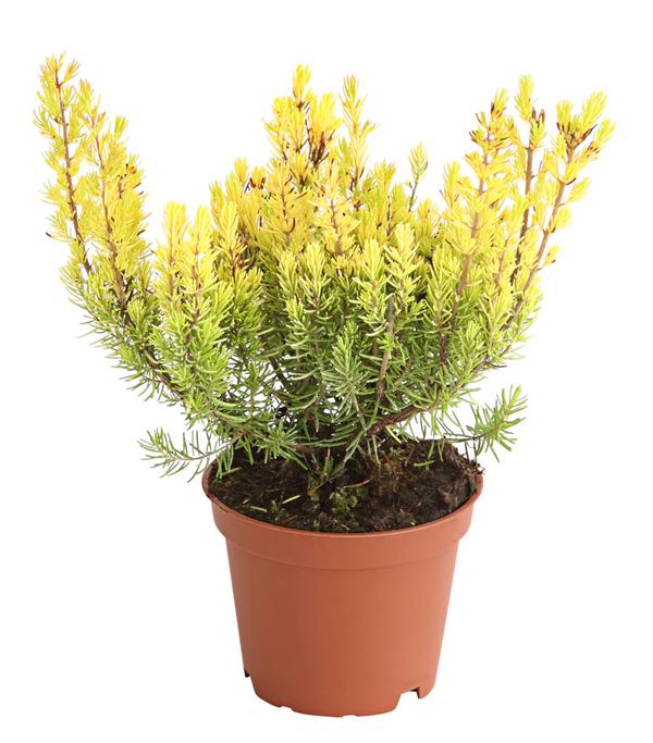 Baumheide 'Alberts Gold'