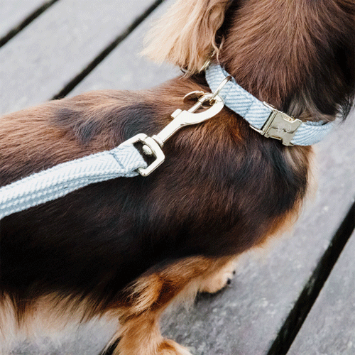 Kentucky Dogwear Hondenhalsband Wool