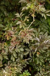 Sambucus nigra Svarthyll E Ø22 cm