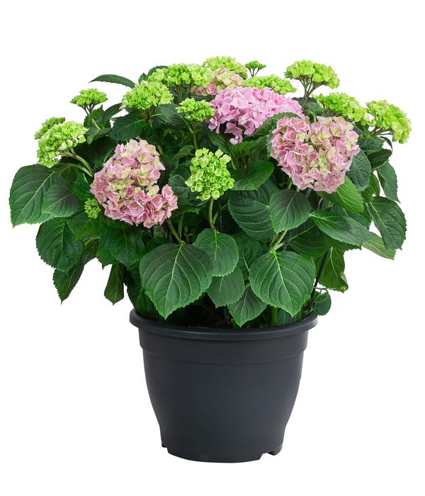 Bauern-Hortensie, ca. 50-60 cm