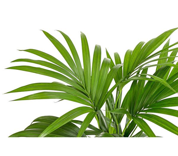Kentiapalme - Howea forsteriana