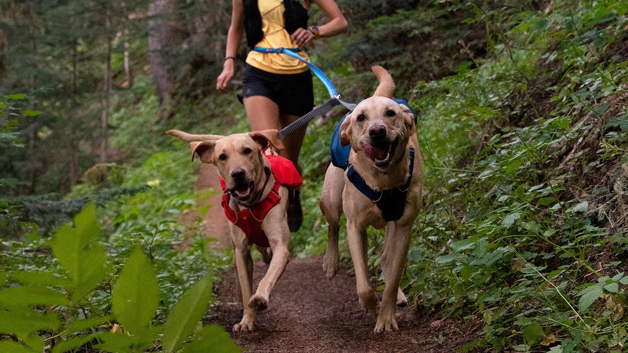 Ruffwear Double Track Coupler<br>Solid hanefot!