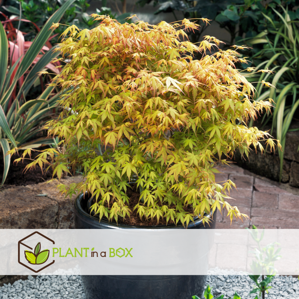 Acer palmatum 'katsura' - erable japonais - pot 19cm - hauteur 60-70cm