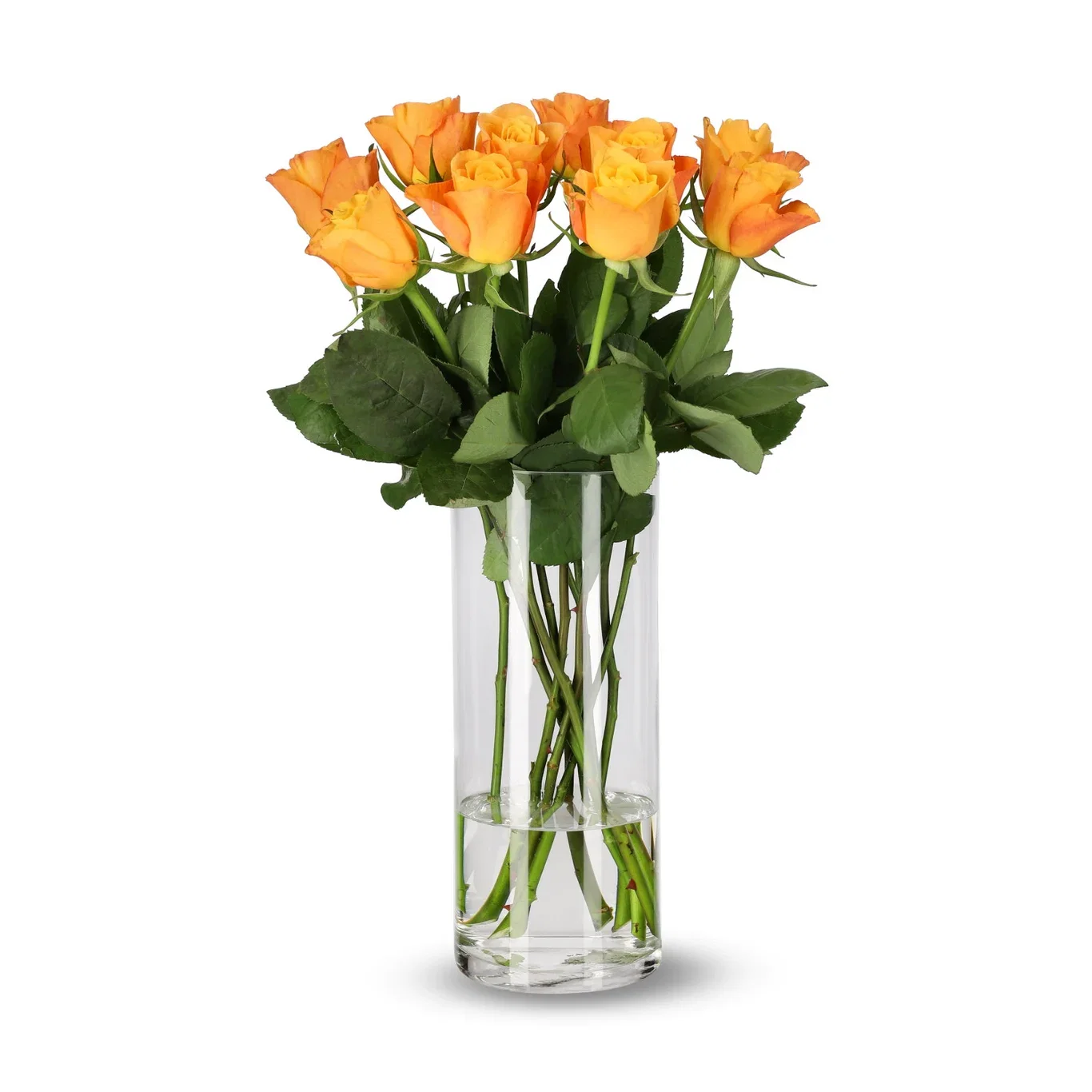 Roser 10 pk Høyde 50 cm