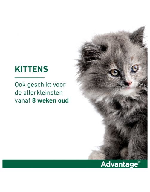 Advantage Kat 4 pip - Anti vlooienmiddel