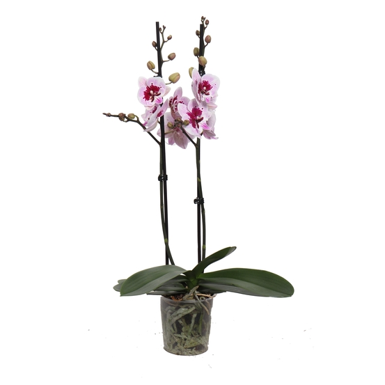 PHALAENOPSIS ALADIN 2 TIGES D12 H55