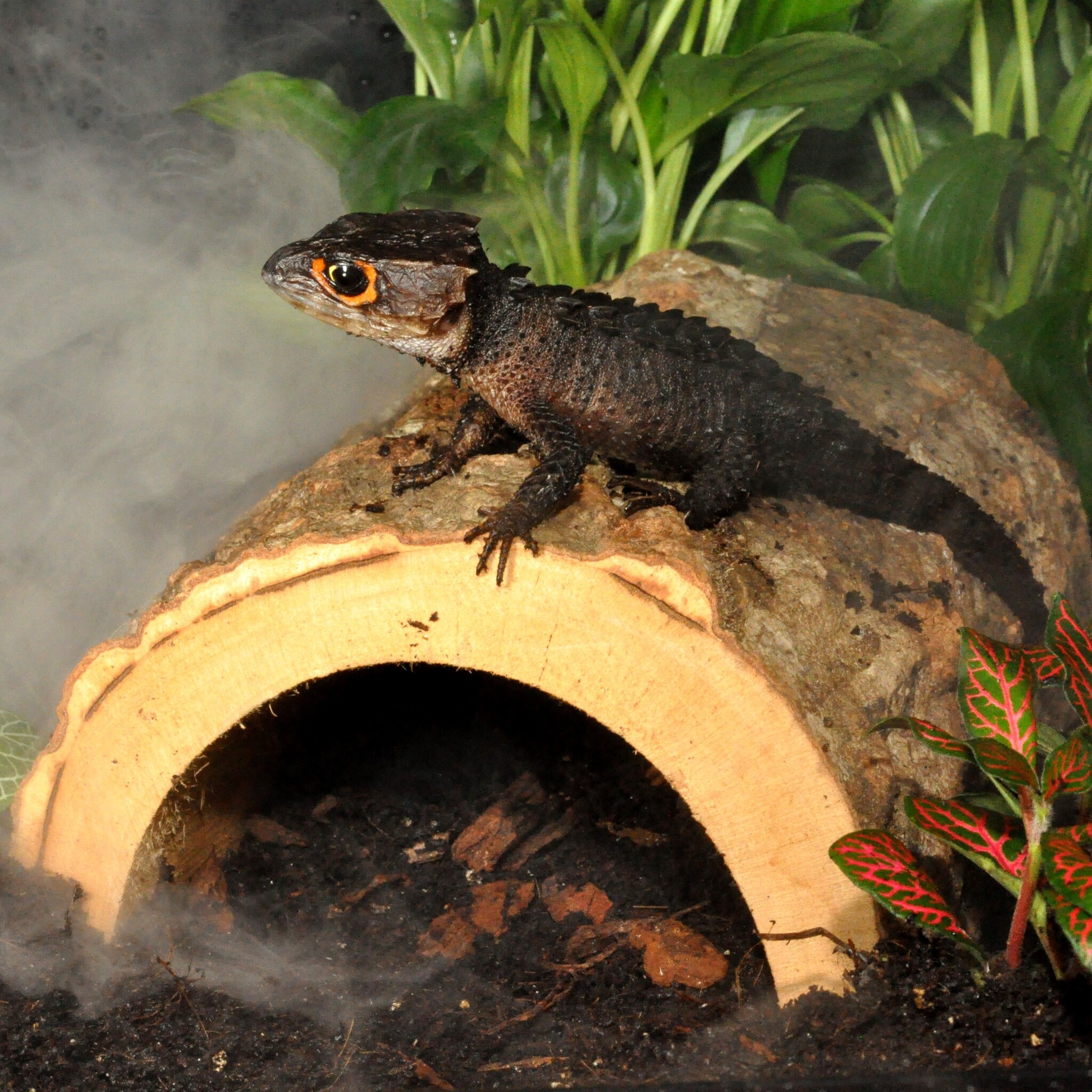 Habistat Terrarium Forest Schuilplaats M
