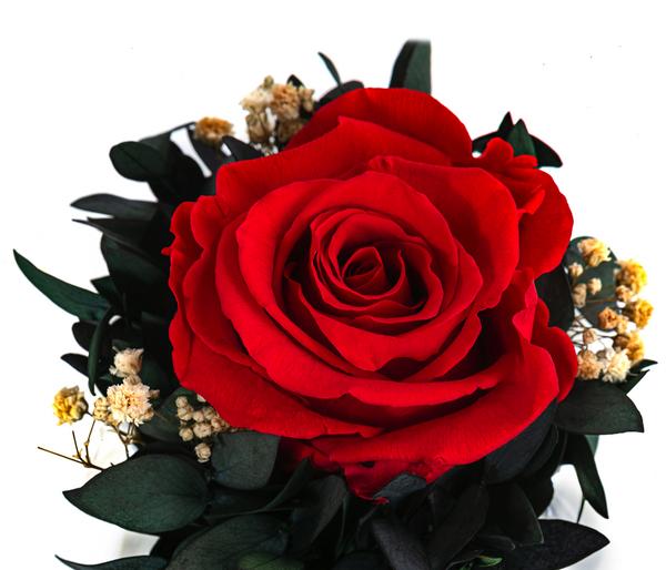 Dehner Keramik-Schale mit Longlife-Rose Perla,