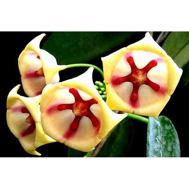 Hoya archboldiana blanche (fleur de porcelaine, fleur de cire) taille pot de 2 litres - 20/40 cm - blanc et rose