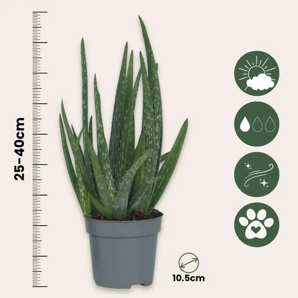 Aloë vera - Set van 2 - Aloe barbadensis - Hoogte 25-40cm - ⌀10,5cm