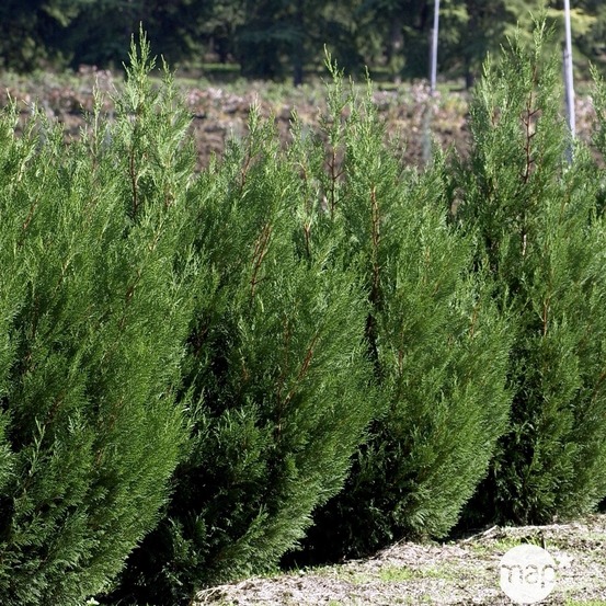 Cupressocyparis leylandii '2001' pot 30L