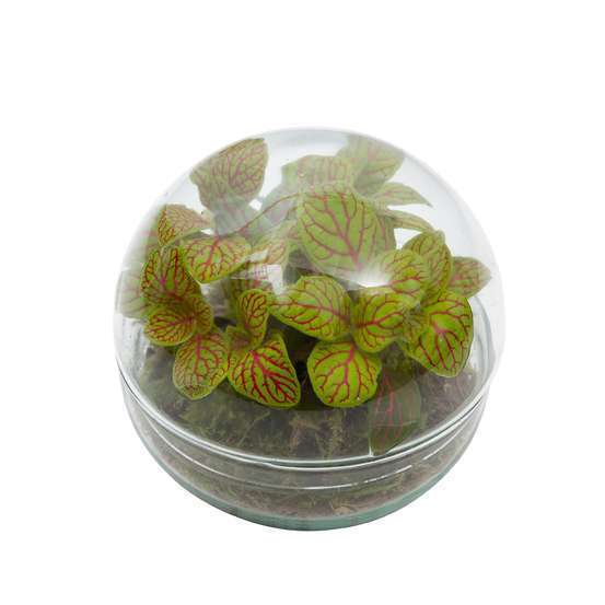 Terrarium fermé, Petit bonheur, D12xH12cm