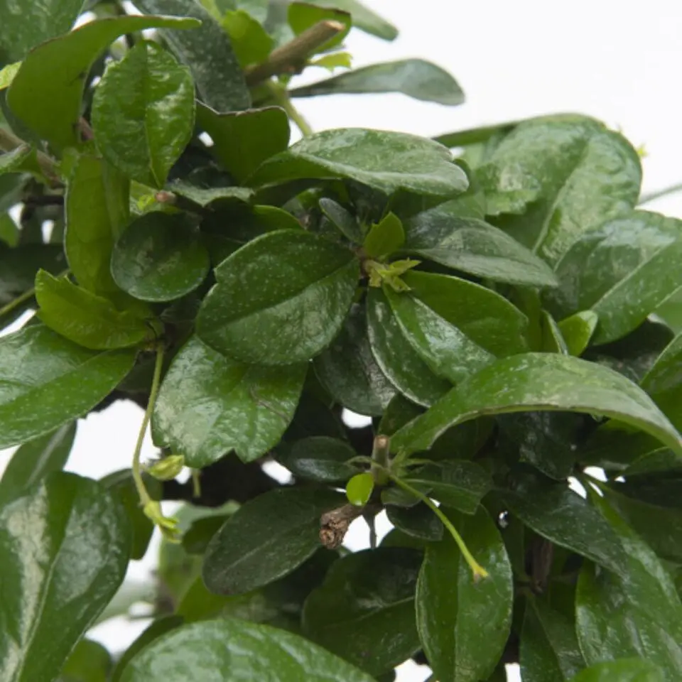 Bonsai - Carmona microphylla - Hoogte 20-30cm - ⌀15cm