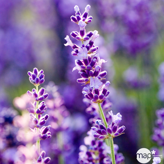 Lavandula angustifolia ' Hidcote ' : 3L RC