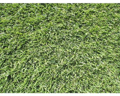 Premium gerold graszoden, bestelhoeveelheid 30-39 m², dagelijks vers gesneden