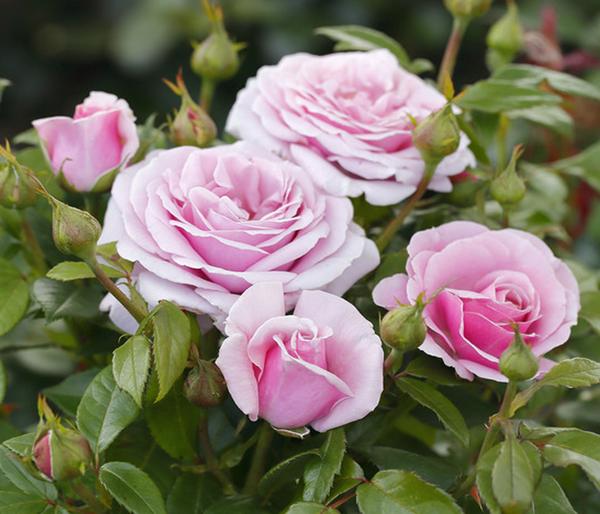 Edelrose 'Pacific Blue®'