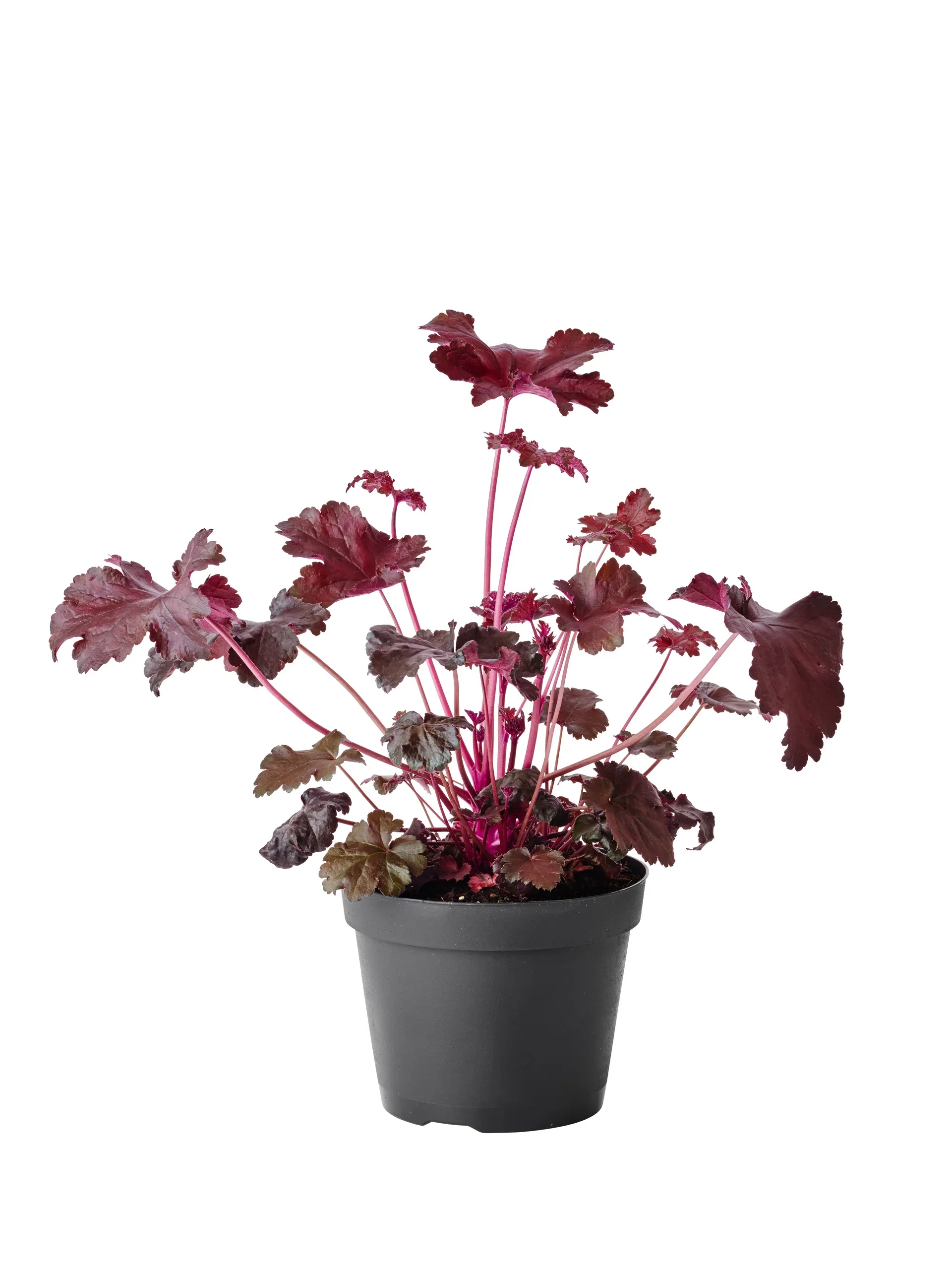 Heuchera Black Alunrot Ø15 cm