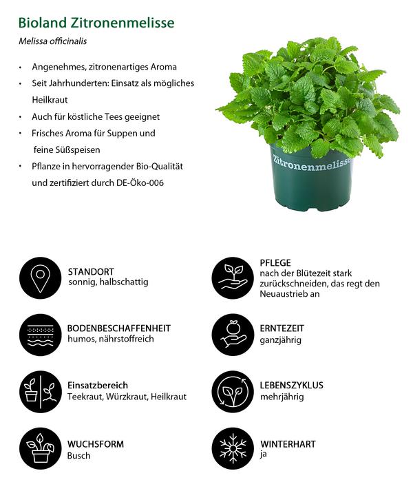 Kräuter-Set Küchenkräuter, 6-teilig