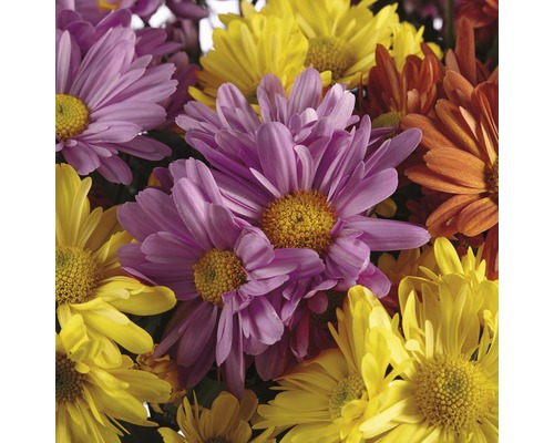 Chrysanthemum Mix FloraSelf Chrysanthemum indicum Mix Ø 23 cm pot