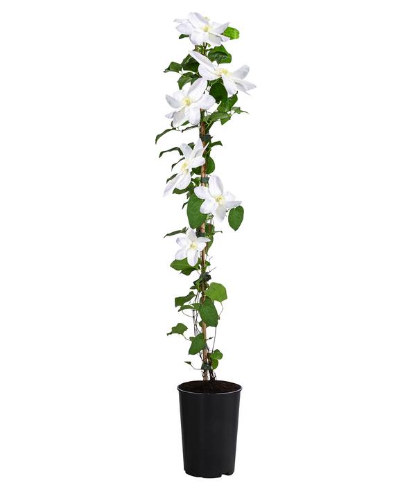 Waldrebe - Clematis