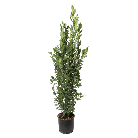 Laurus nobilis: hauteur 100/125 cm conteneur 10 litres