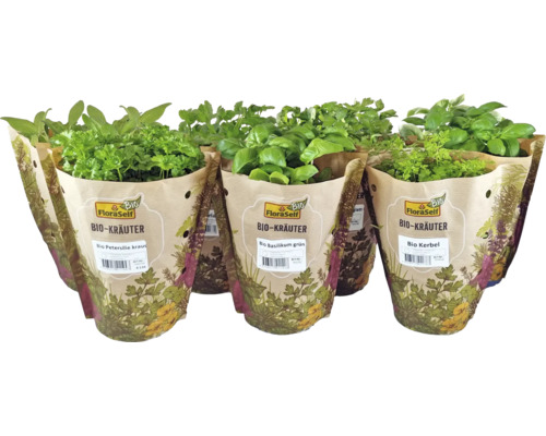 Biologische basilicum FloraSelf Biologische Ocimum basilicum Ø 12 cm pot