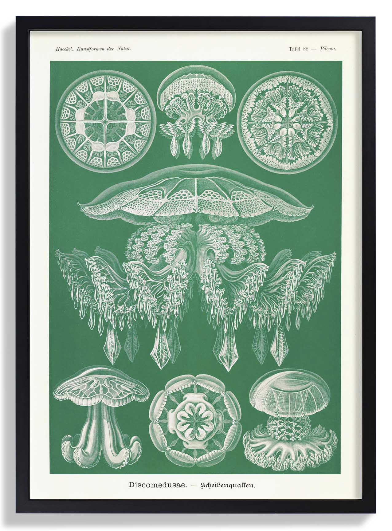 Discomedusae Grüne Quallen von Ernst Haeckel mit Rändern