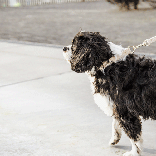Kentucky Dogwear Hondenlijn Wool