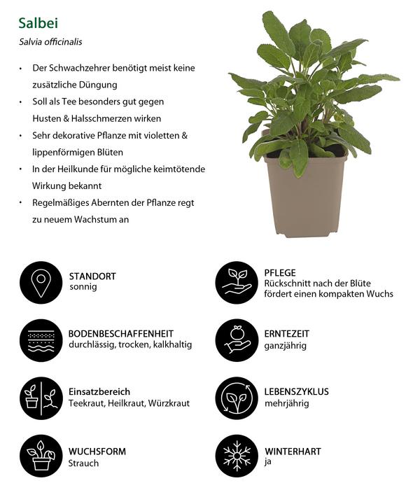 Kräuter-Set Dufterlebnis, 6-teilig