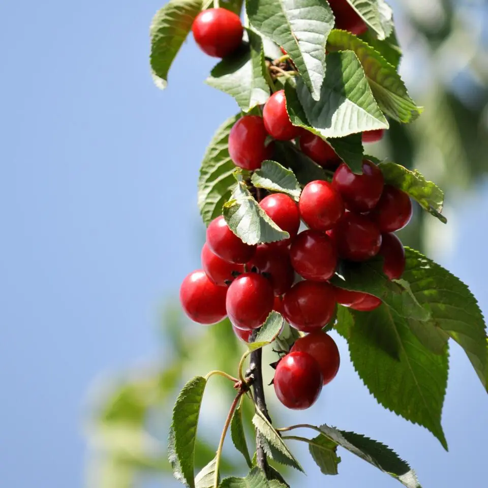 Mix fruitzuilen met plantenvoeding - Set van 4 - Hoogte 60-70cm - ⌀9cm