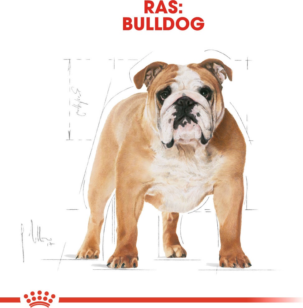Royal Canin hondenvoer Bulldog adult 3 kg