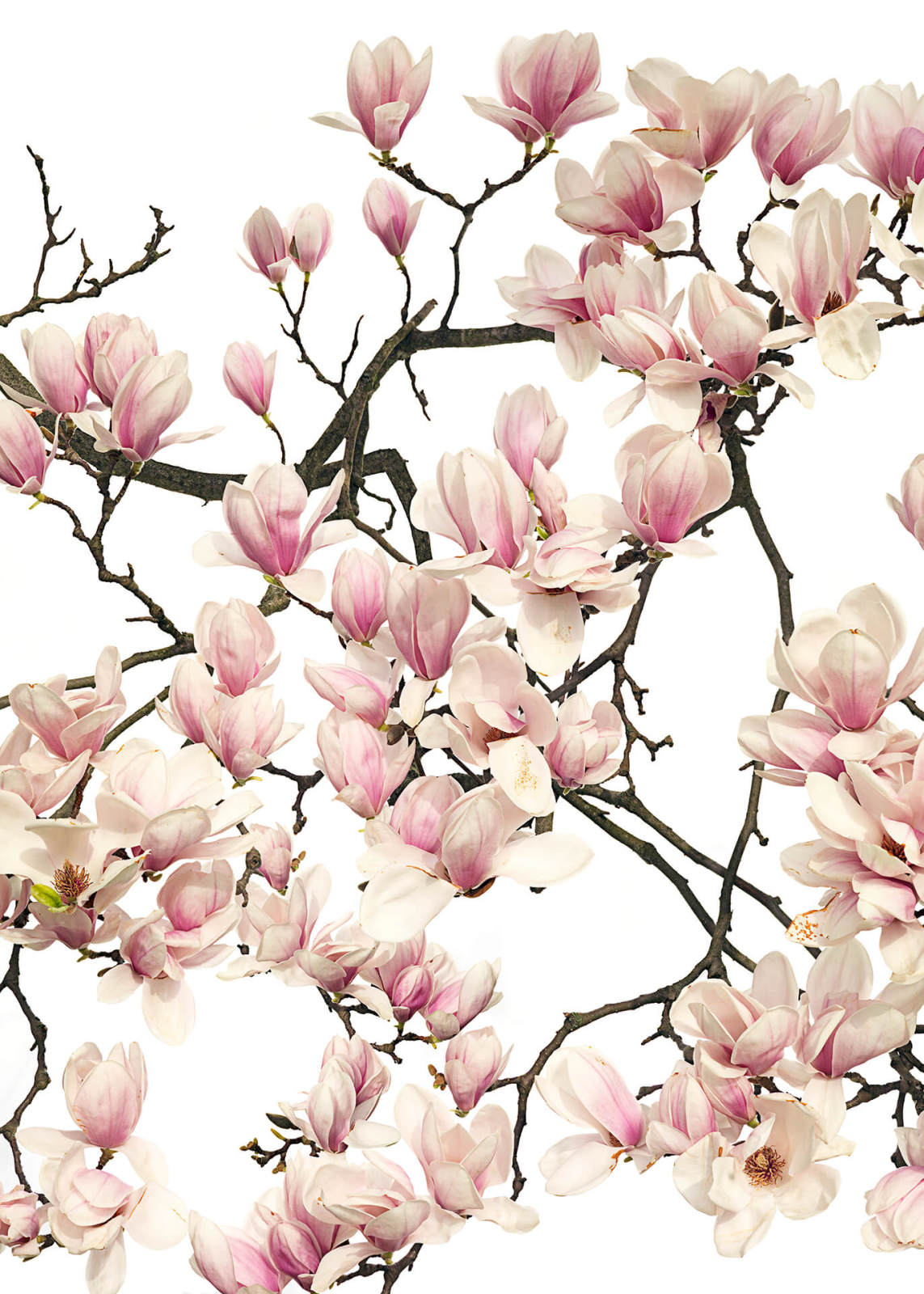 Leinwandbild MAGNOLIEN - weiß-rosa - 50x70 cm