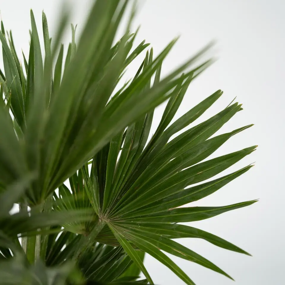 Dwergpalm - Chamaerops 'Vulcano' - Hoogte 35-45cm - ⌀19cm
