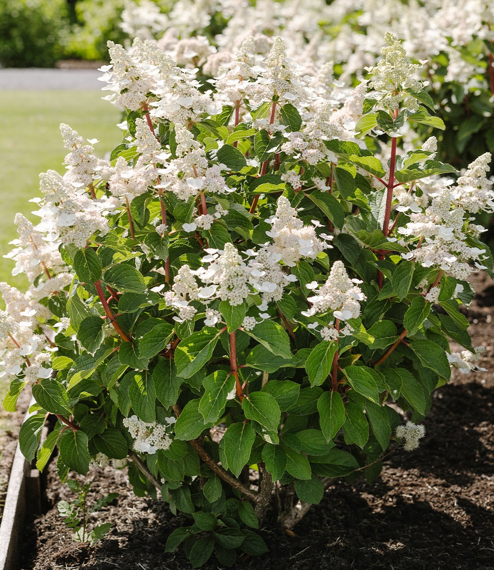 Rispen-Hortensie 'Living Infinity®'