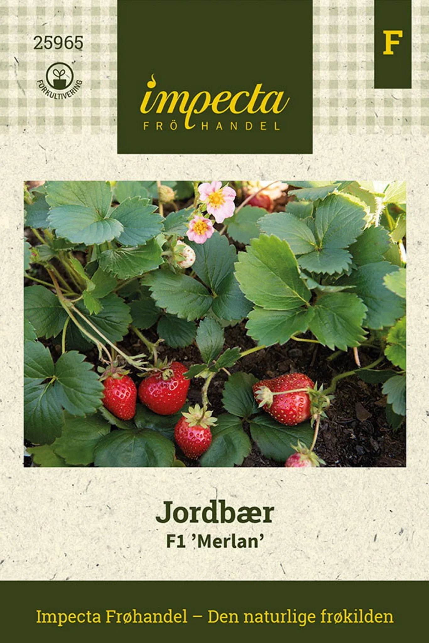 Fragaria x ananassa F1 'Merlan' Jordbær F1 'Merlan'