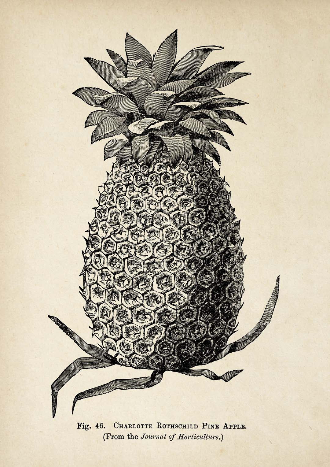 Antike Ananas