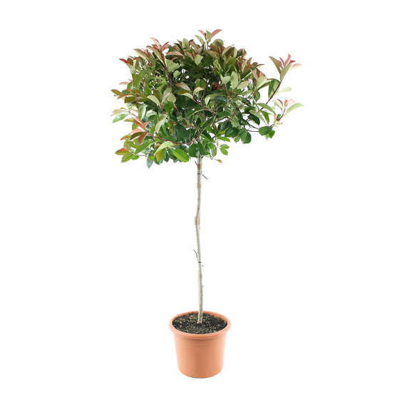 Photinia x fraseri 'red robin': 1/2 tige 3L