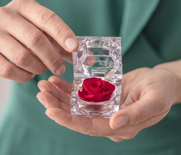 Dehner Longlife-Rose in Juwelenbox, ca. Ø3,5