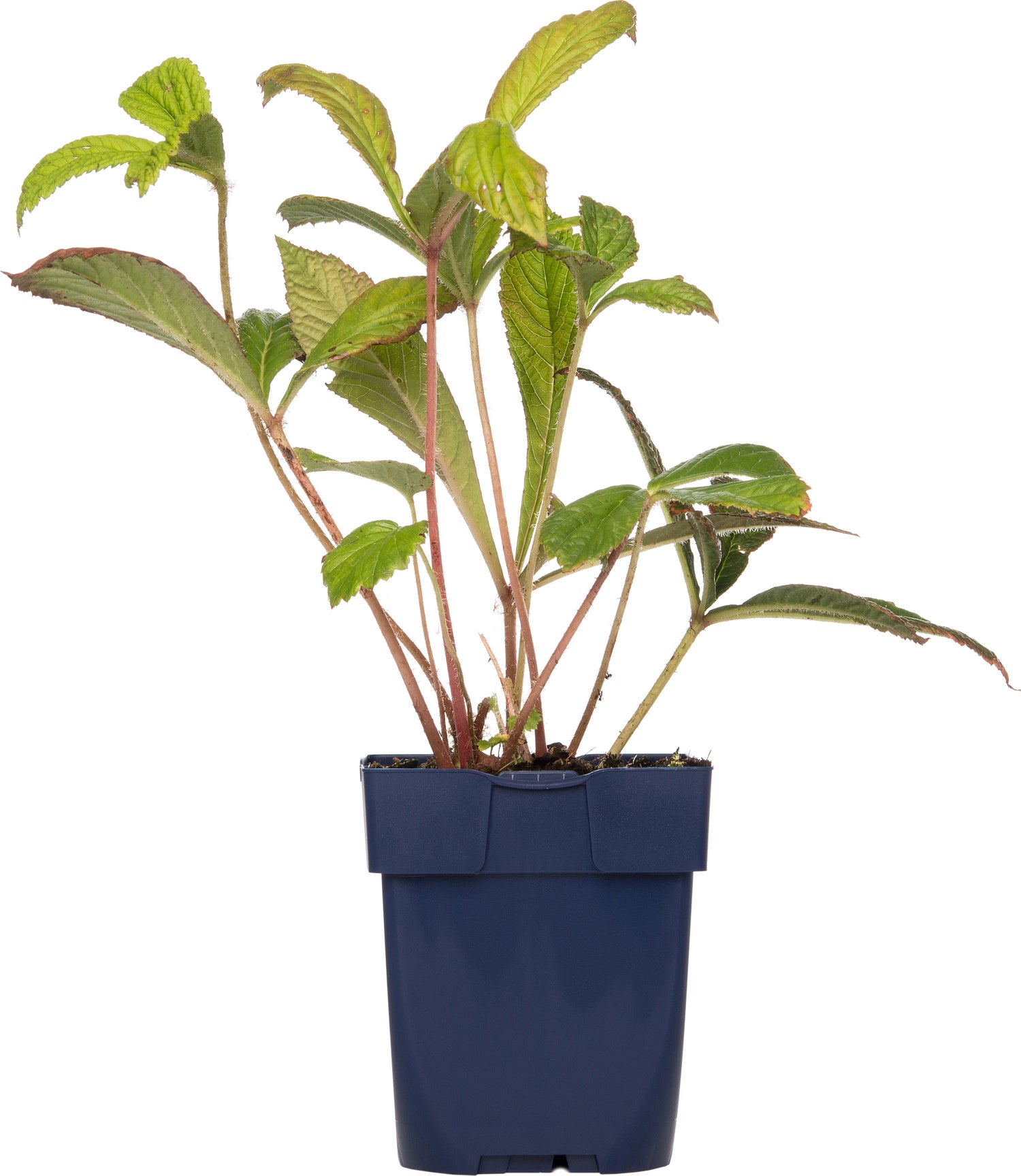 Schout-bij-nacht (Rodgersia aesculifolia) D 9 H 15 cm