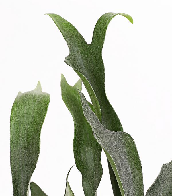 Geweihfarn - Platycerium bifurcatum