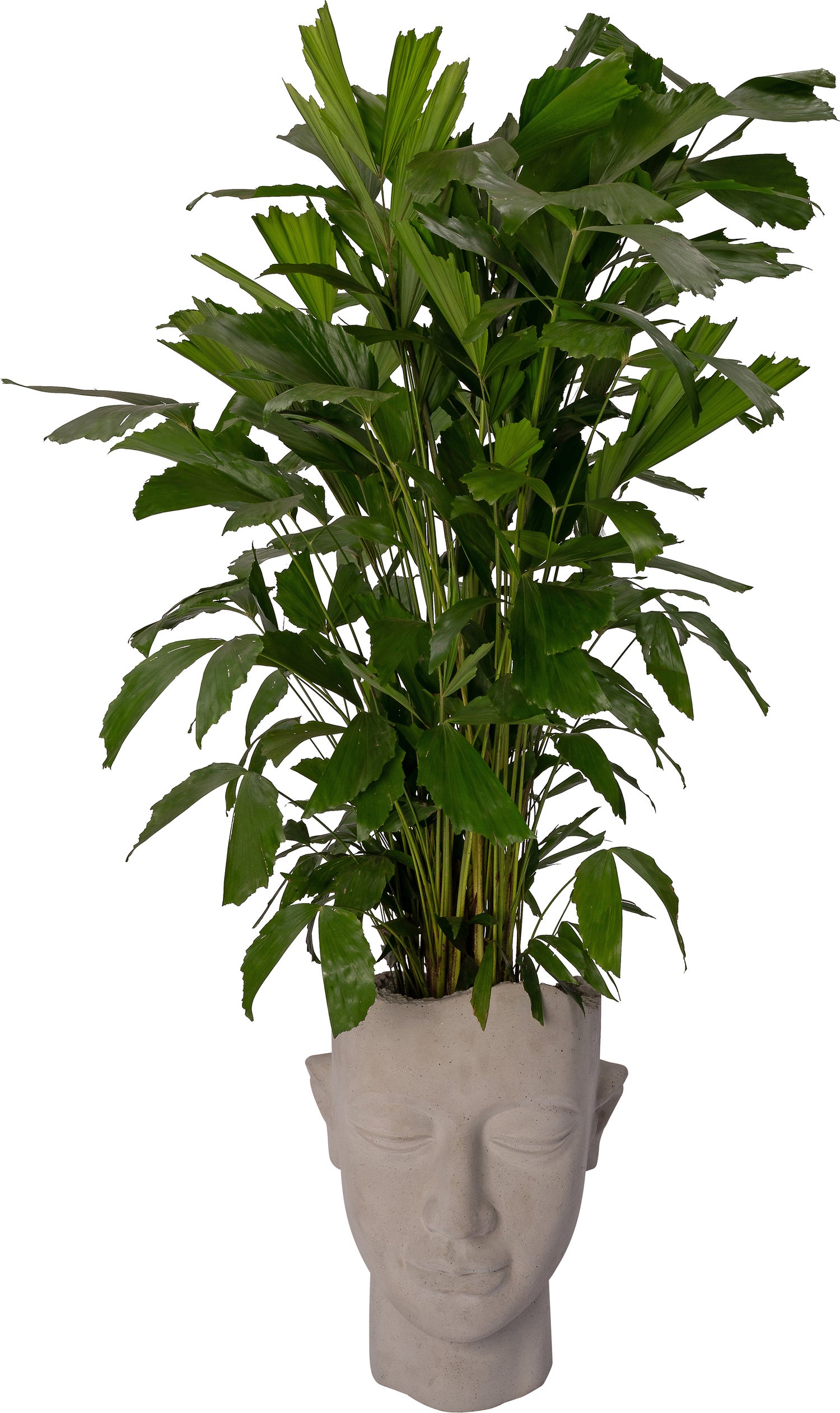 Intratuin bloempot Hoofd grijs 62 x 52 x 76 cm