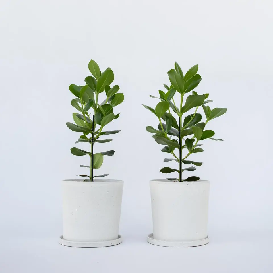 Varkensboom - Set van 2 - Clusia rosea 'Princess' - Hoogte 50-60cm - ⌀17cm