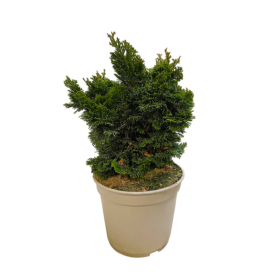 Chamaecyparis obtusa Nana Gracilis : H 25/30 : pot 4 L