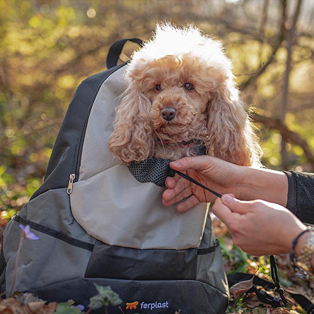 Sac à dos transport pour petits chiens kangoo large, épaules rembourrées, matériau robuste et durable, gris