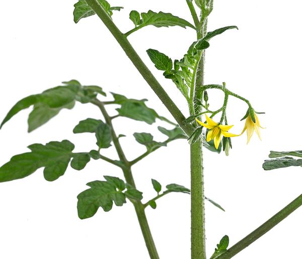 Cherrytomate 'Pepe'