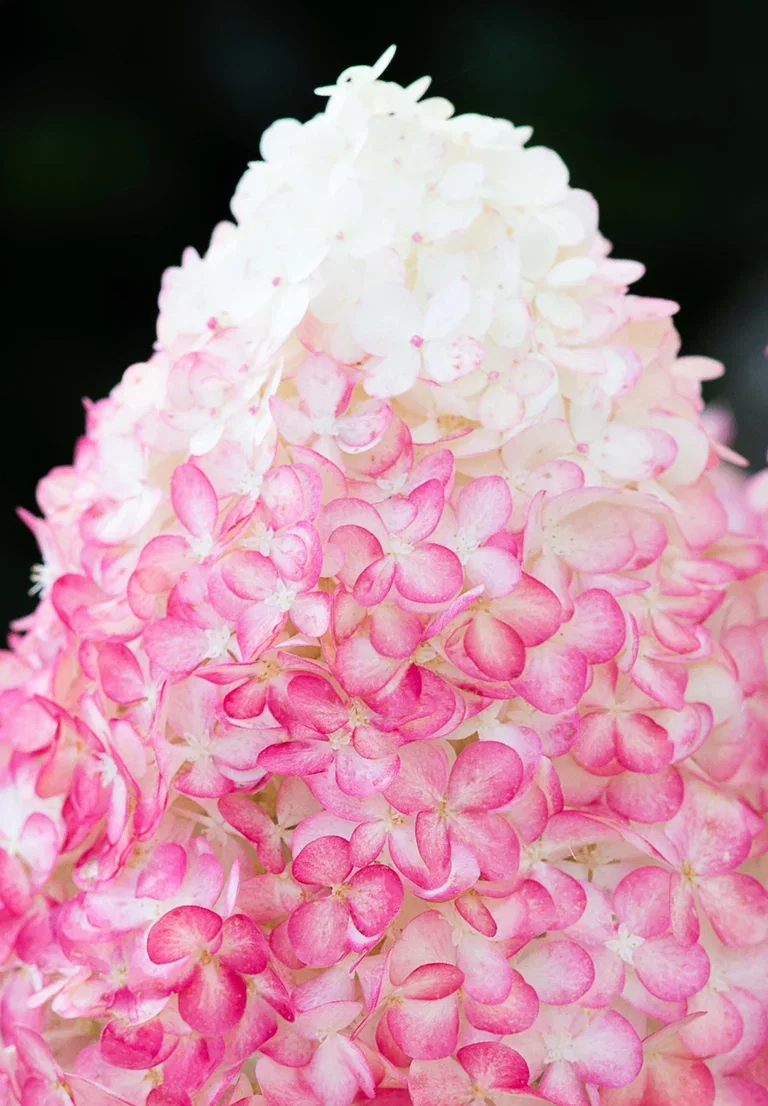 Hydrangea paniculata LIVING PINK & ROSE® Syrinhortensia LIVING PINK & ROSE® Ø23 cm