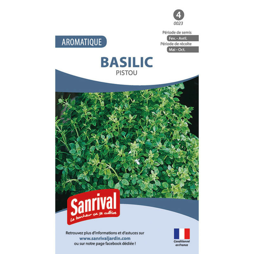 Graines basilic pistou