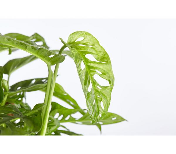 Fensterblatt - Monstera adansonii